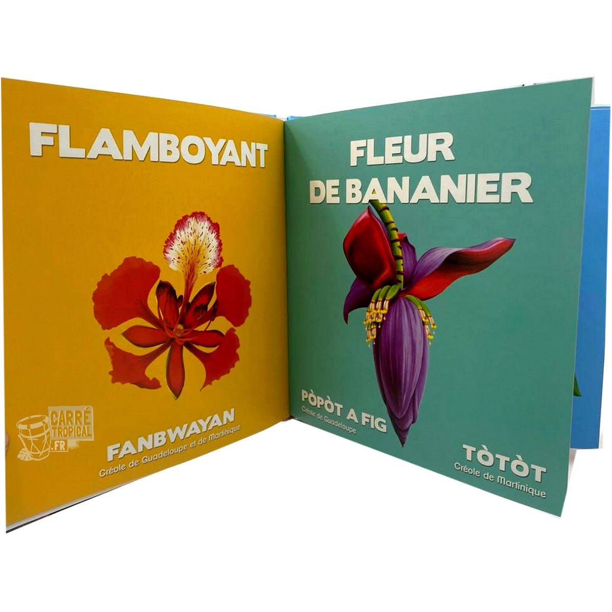 NOÉMIE PRÉSENTE LES FLEURS DES ANTILLES 🌼 Livre jeunesse | Par Jade Amory - Carré TropicalLivres