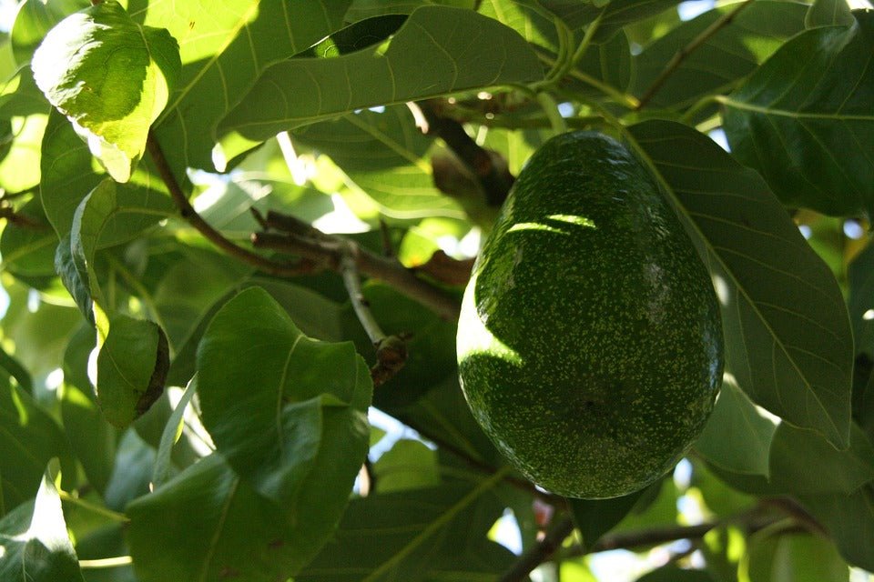 SAVON AVOCAT-MORINGA 🥑 surgras naturel artisanal solide | Par Stéphanie Ronce - Carré TropicalBloc (80g)savon