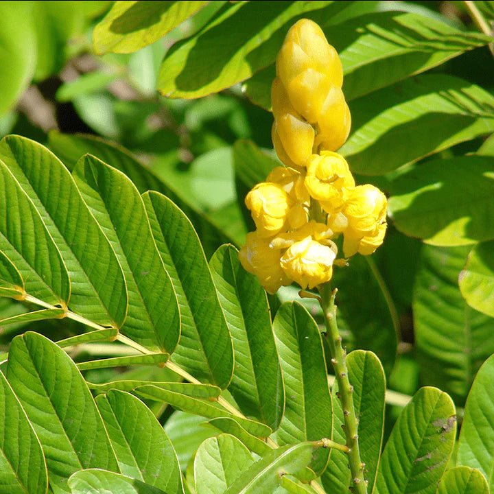 Savon cassia alata (datyé) 🌿 surgras naturel artisanal solide | Par Stéphanie Ronce - Carré TropicalBloc (80g)savon